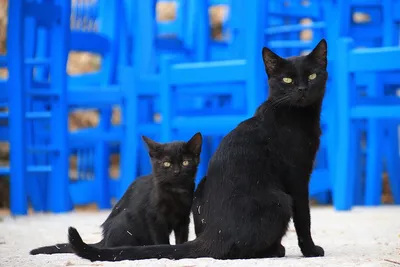Черный кот - правда и мифы. Топ фактов о черных котах | Без кота и жизнь не  та | Дзен