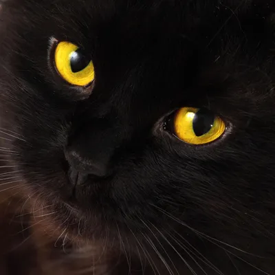 картинки : Котенок, Млекопитающее, черная кошка, Черный, Фауна, усы,  Крупным планом, Бакенбарды, Китти, Животные, Позвоночный, Домашняя кошка,  Молодой котенок, Нормальный кот, кошачьи глаза, Черно-белый кот, Кошачий  взгляд, Кошачий глаз, маленький ...