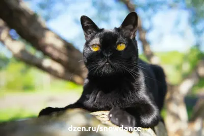 5 самых красивых пород черных кошек | КотоВедение | Дзен