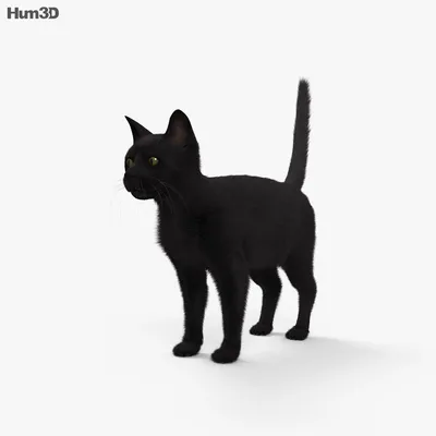 Генетика окрасов кошек: однотонные окрасы кошек – черный и шоколадный