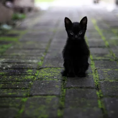 Черный кот с темносиними глазами Стоковое Изображение - изображение  насчитывающей прибытия, шерсть: 121278283