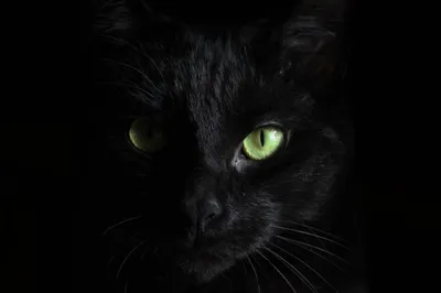 Полезно знать с ZooMISTO | Черные коты и кошки - YouTube
