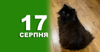 Найден черный котенок | Пикабу