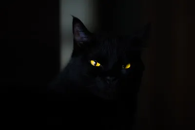 С анимацией Черный кот 3D модель - Скачать Животные на 3DModels.org