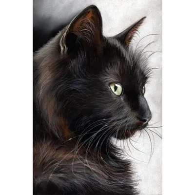 День черной кошки - ЗооМедВет