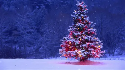 Download \"Christmas Tree\" wallpapers for mobile phone, free \"Christmas  Tree\" HD pictures