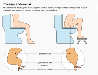 Высотой до 1,5 метров: посмотрите, как выглядит «душ из бактерий» над вашим  унитазом | Вокруг Света