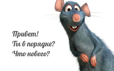 Картинки с надписями. Привет! Ты в порядке? Что нового?. | Забавные  иллюстрации, Смешные открытки, Милые открытки