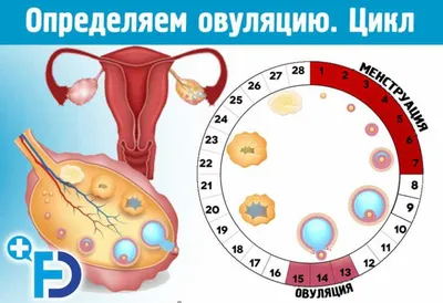 Что такое ОВУЛЯЦИЯ? ⠀... - Абсалямов Арслан Рустамович | Facebook