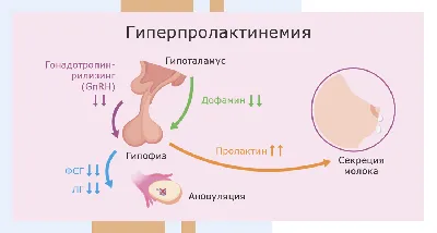 Отсутствует овуляция: причины, лечение, диагностика 🌺 - статья  репродуктивного центра «За Рождение»
