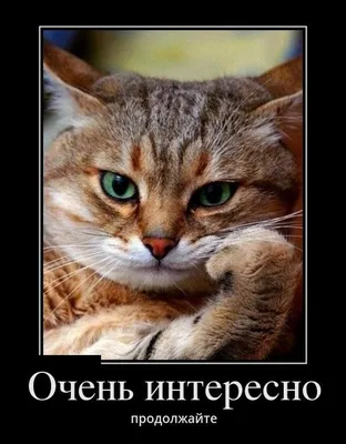 Смешные картинки с котиками для вашего настроения! 😻 | Жена Звездочета |  Дзен