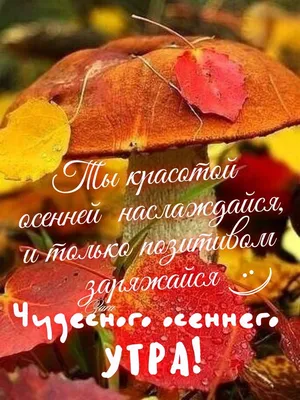 Чудесного осеннего утра! | Осень, Осенние картинки, Доброе утро