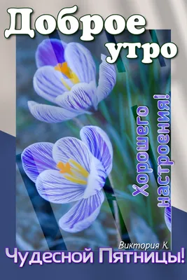 Чудесной пятницы