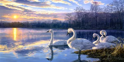 Купить картину Даррелл Буш чудесный мир природы белые лебеди - Damina.plus