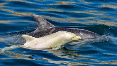 У африканского побережья заметили редчайшего дельфина-альбиноса