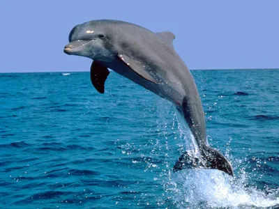 Эксперт объяснил феномен дельфина-альбиноса в Черном море