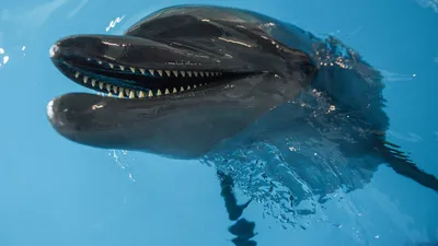 красивый дельфин, выпрыгивающий из моря с чистой голубой водой в солнечный  день Стоковое Изображение - изображение насчитывающей мило, день: 228637403