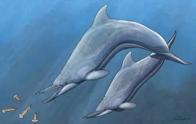 Французский город ввел запрет на купание из-за общительного дельфина Зафара