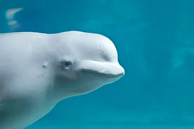 дельфин выпрыгивает из воды Стоковое Изображение - изображение  насчитывающей море, миролюбивый: 253487545