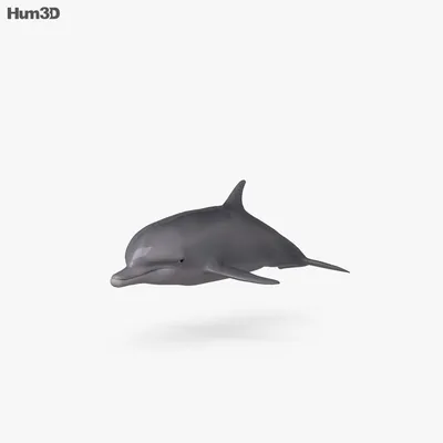 Дельфин — стоковая векторная графика и другие изображения на тему Дельфин -  Дельфин, Иллюстрация, Векторная графика - iStock