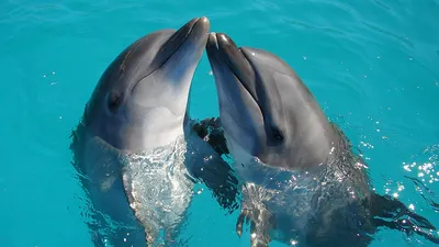Скорбящий дельфин обнаружен в Алгарве - The Portugal News