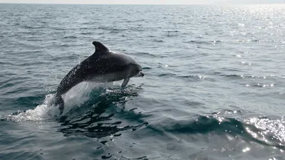 Дельфин с названием моря | Премиум Фото