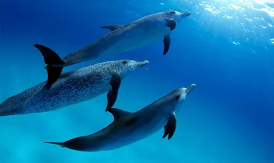дельфин стоит вне воды стоковое изображение. изображение насчитывающей  флиппер - 216466363