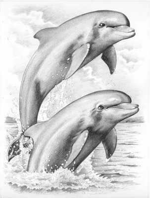 дельфин в море стоковое изображение. изображение насчитывающей единственный  - 226872379