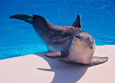 Дельфин выпрыгивает из воды перед горой. | Премиум Фото