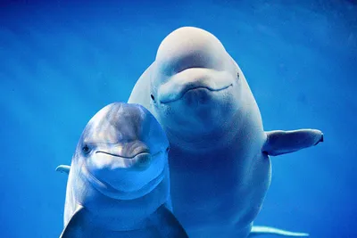 В первые дни 2023 года в Крыму нашли 14 выброшенных на берег дельфинов | ИА  Красная Весна