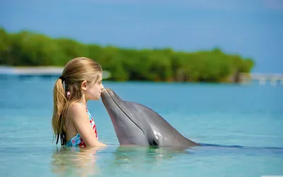 Действительно ли дельфины так умны, как о них говорят? - Hi-News.ru