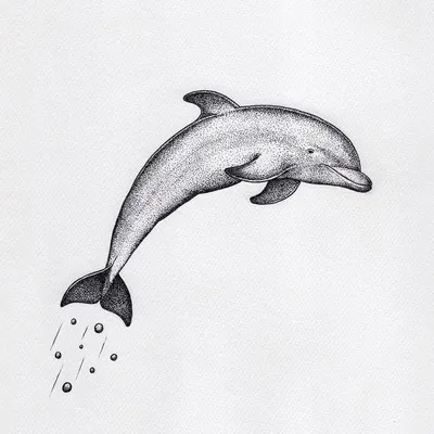 Рисунок дельфина карандашом для срисовки - 72 фото