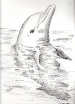 рисунок дельфин на белом фоне раскраски страницы наброски эскиз вектор PNG  , рисунок крыла, рисунок кольца, рисунок дельфина PNG картинки и пнг  рисунок для бесплатной загрузки