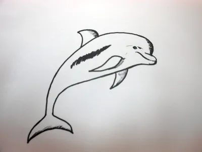 Раскраска Дельфины | Раскраски дельфинов. Раскраска для детей с дельфинами
