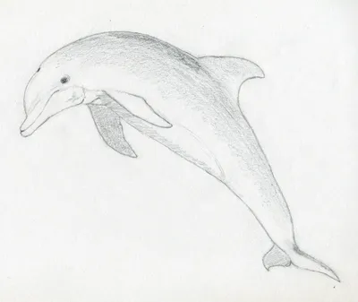 изображение вектора дельфина или цветная иллюстрация PNG , дельфин,  млекопитающие, зубы PNG картинки и пнг рисунок для бесплатной загрузки