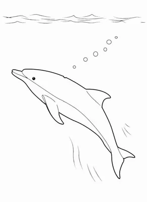 Дельфин Рисунок (51 Фото)