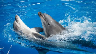 Ветеринар: выпущенным в море в Севастополе дельфинам нужна срочная помощь -  РИА Новости, 03.11.2022