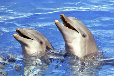 Готовы ли крымские дельфины защищать новую родину? | Российское агентство  правовой и судебной информации - РАПСИ