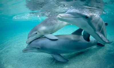 Дельфины оказались единственными животными, которые формируют круг друзей —  Новые Известия - новости России и мира сегодня