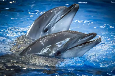 Дельфины в Приморском океанариуме научились рисовать - PrimaMedia.ru