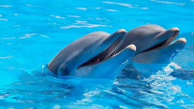 Готовы ли крымские дельфины защищать новую родину? | Российское агентство  правовой и судебной информации - РАПСИ