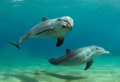 Как выглядят дельфины? | Александр Веретеннников | Дзен