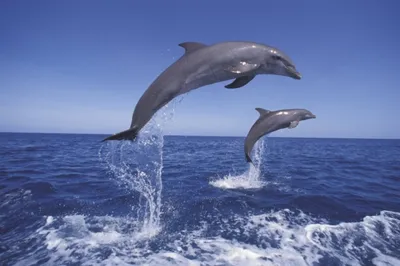 Китайский дельфин | Пикабу