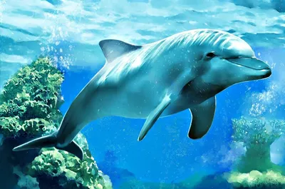 Дельфин в качестве тотема | 𝐃𝐨𝐛𝐫𝐨𝐦𝐢𝐫 𝐑𝐚𝐢𝐧𝐬𝐤𝐲 | Дзен