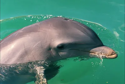 Про дельфинов и людей - Мослента