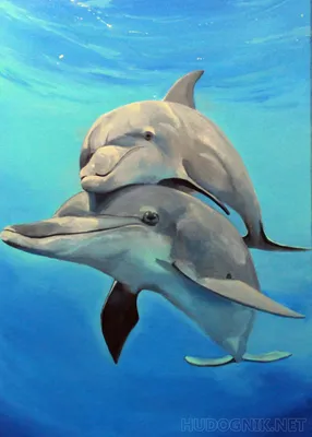Дельфины, как и люди, оказались подвержены замедлению метаболизма с  возрастом