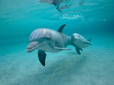 Картина Полёт дельфинов в океане ᐉ Kyrychenko Olena ᐉ онлайн-галерея  Molbert.