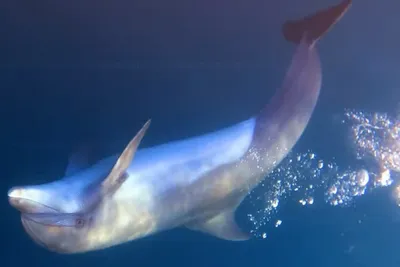 Дельфины Чёрного моря оказались под угрозой истребления | Октагон.Медиа