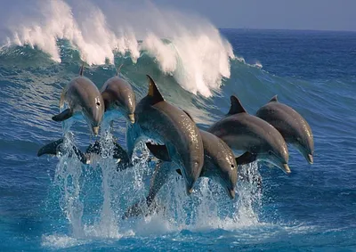 Появилось уникальное подводное видео, как дельфины охотятся за кефалью -  KP.RU