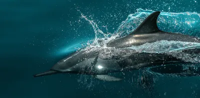 В Анапе дельфины подплывают к берегу и забавляют людей: чем опасны дельфины,  могут ли они напасть на людей - 17 августа 2023 - НГС